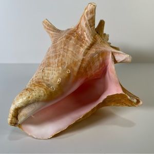 Conch Sea Shell |